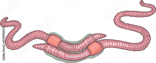 Diagram of mating process of earthworms. Scheme of earthworm copulation for biology lesson