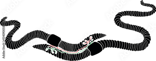 Diagram of mating process of earthworms. Scheme of earthworm copulation with elements of the internal structure of the reproductive system for biology lesson