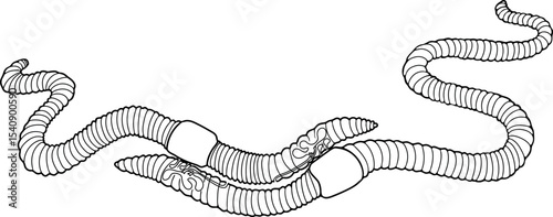 Coloring page with diagram of mating process of earthworms. Scheme of earthworm copulation with elements of the internal structure of the reproductive system for biology lesson