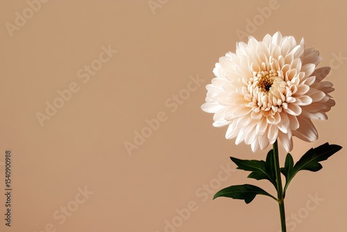 Pink Chrysanthemum in Soft Light Against Plain Beige Background Evokes Tranqu...