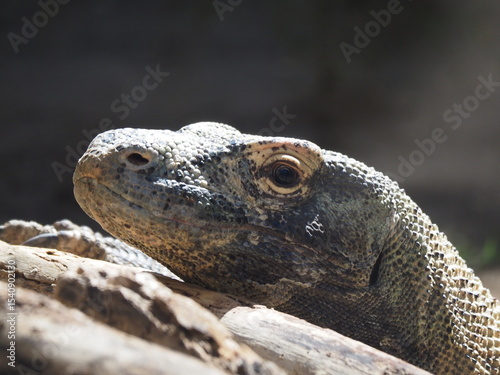 Komodo dragon up close 