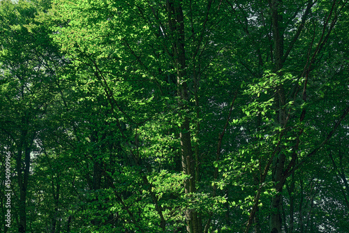 Lush green trees in a serene forest during daylight