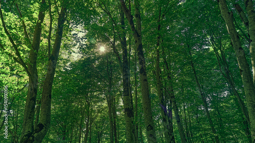 Lush green trees in a serene forest during daylight