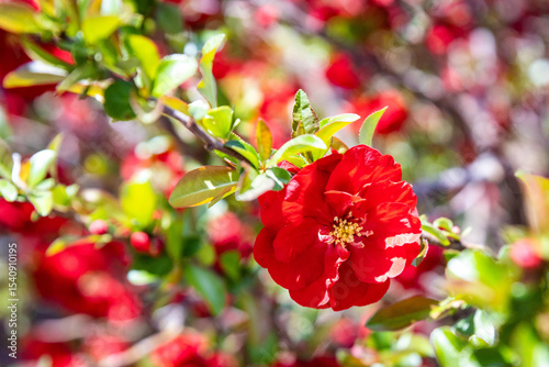 Close-Up of Chaenomeles Speciosa Flowering Quince