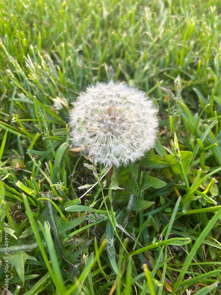 Fototapeta premium dandelion in the grass