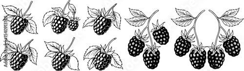 Hand drawn black and white illustration of ripe blackberries with leaves isolated on white