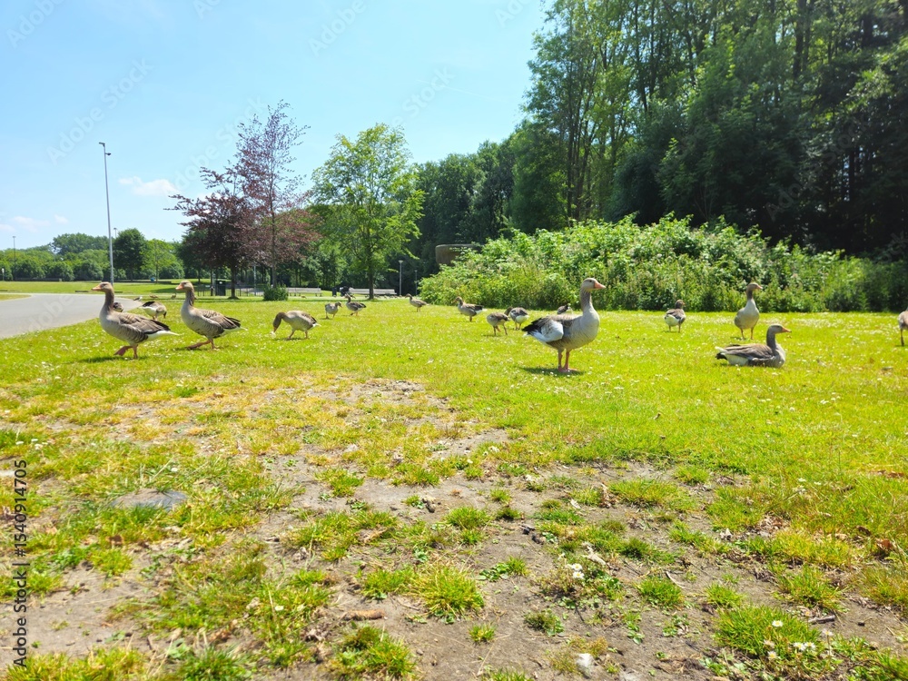 Fototapeta premium Flock of geese grazing on grass in field. pigeon. white goose. Geese walking on a grass field, enjoying sunlight. Geese on a green field. bridge.