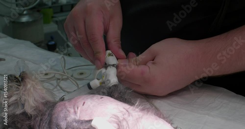 A veterinarian carefully attaches cardiac monitoring sensors to a small, anesthetized dog lying on its side on an operating table in preparation for a surgical procedure. Preparing a dog for surgery.