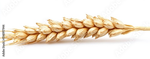 Single Wheat Ear Close-up Composition, Golden Hues, Harvest Concept, Wheat, Grain Wheat, Agriculture