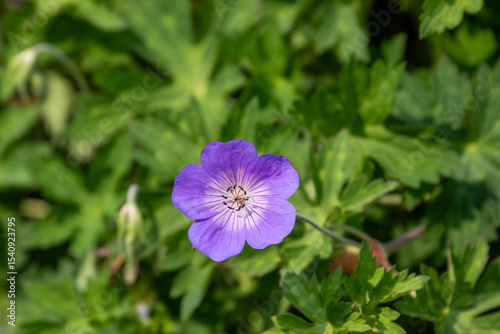 Single Purple Flower with Green Leaf Background