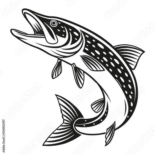 Black and white striking pike fish jumps upward with its mouth open ready to strike