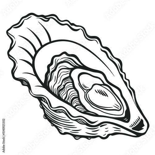Intricate monochrome sketch shows the details and texture of a natural open oyster shell