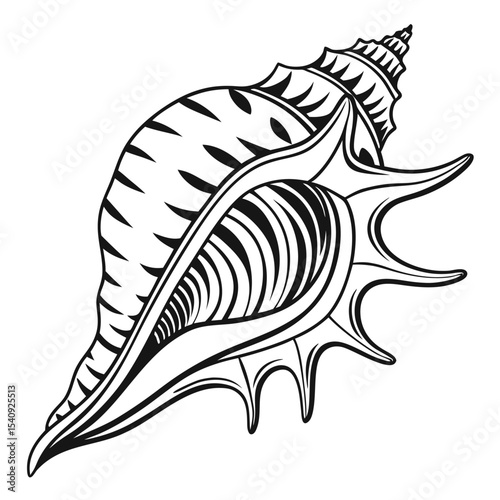 Detailed black lines artfully display a conch shell's unique texture on a white background
