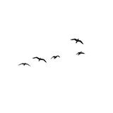 Silhouette of birds flying in the sky, transparent effect, white background,