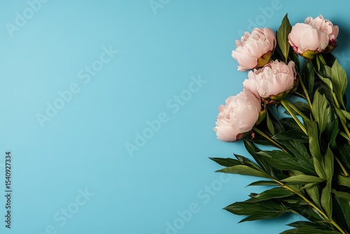 Soft Pink Peonies Arranged on a Light Blue Background for Decorative Purposes