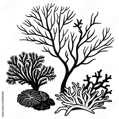 Black and white coral silhouettes showcase ocean flora in a simple, minimalist style