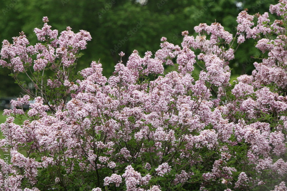 Obraz premium pink flowers in the garden
