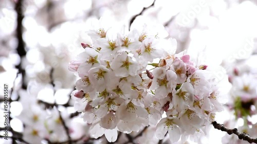 Wallpaper Mural Delicate Clusters of White Cherry Blossoms in Bloom Torontodigital.ca