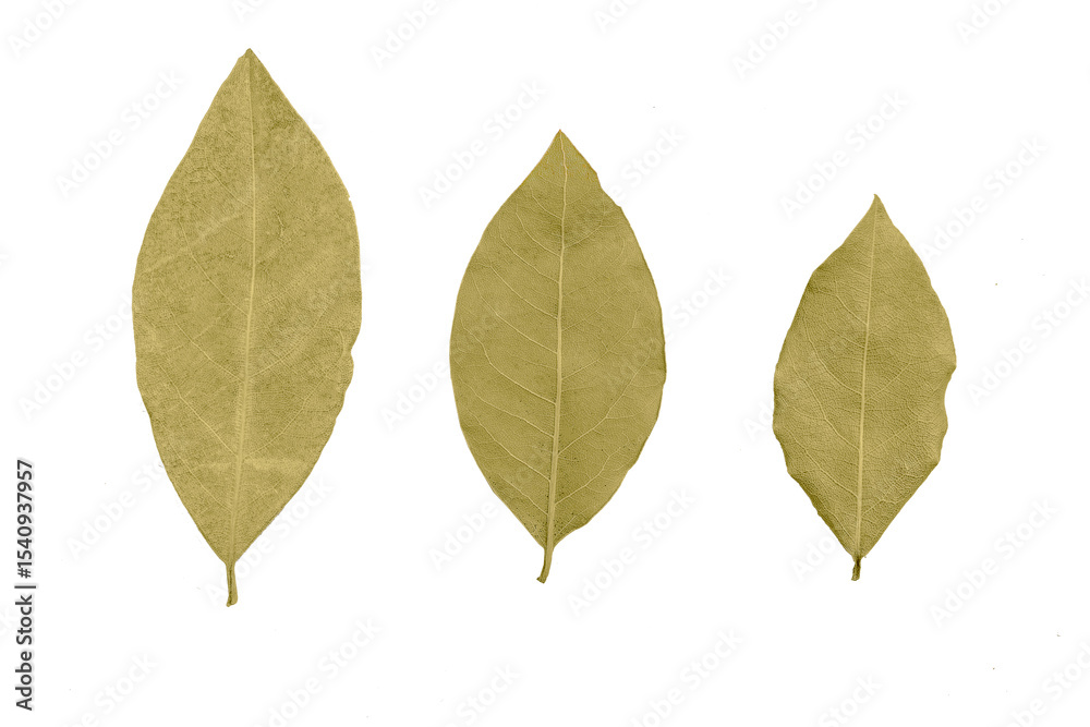 Fototapeta premium Dry bay leaves on isolated white background.