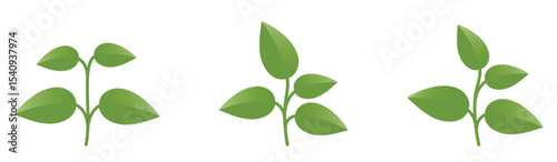 Green plant with four leaves. Nature, gardening and planting design elements. Isolated vector images