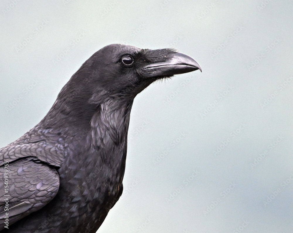 Fototapeta premium un cuervo negro en un campo de flores violetas