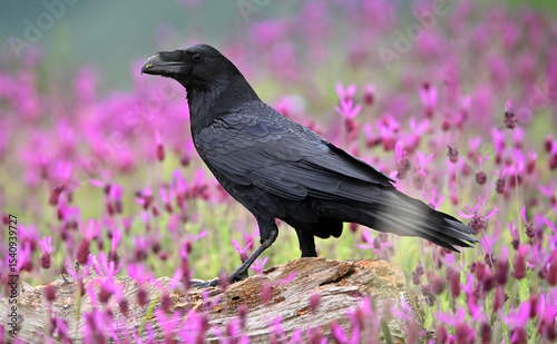 un cuervo negro en un campo de flores violetas