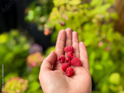 Canvas Print Freshly picked red raspberries berries in white female hand close up in balcony