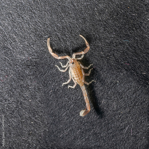 Overhead close-up of a juvenile Androctonus australis or yellow fat-tailed scorpion, on a black textured surface, showing its translucent body, curved tail, and front pincers in clear details.