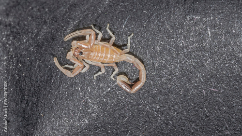 Overhead close-up of a juvenile Androctonus australis or yellow fat-tailed scorpion, on a black textured surface, showing its translucent body, curved tail, and front pincers in clear details.