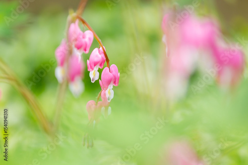 Pink and white bleeding heart flowers