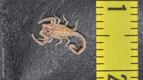 Overhead close-up of an early instar stage juvenile Androctonus australis scorpion on black surface beside a yellow measuring ruler. Pale body, curved tail and small size under 11 mm.