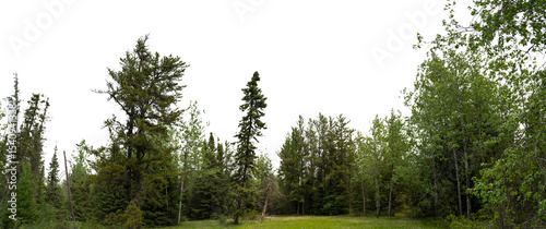 Panorama of a green summer northern forest with a transparent sky
