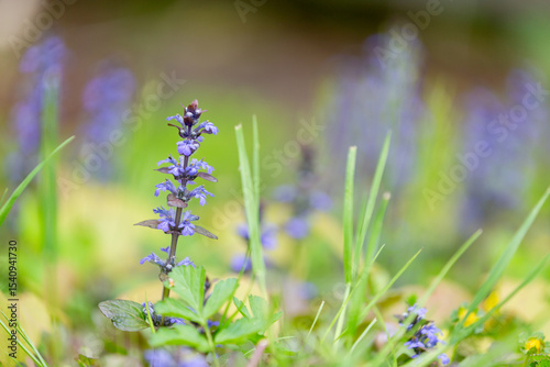 Beautiful bugleweed flowers among the grass