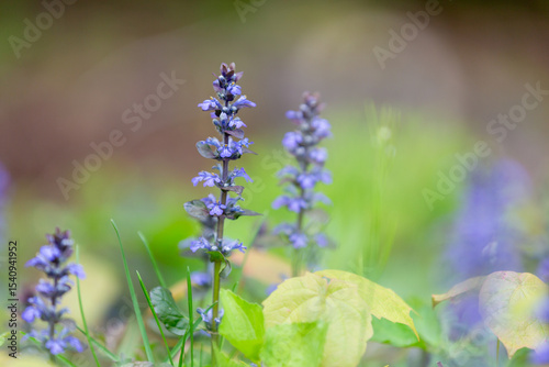 Close up of bugleweed flowers