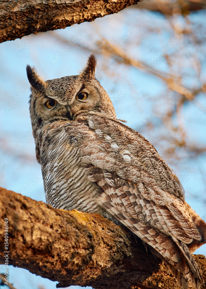 Obraz premium great horned owl on a branch looking at viewer