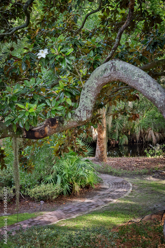 Obraz premium Live Oak Branch Arching Over Pathway in Hilton Head Island Park