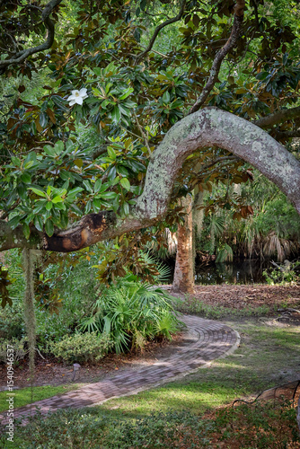 Live Oak Branch Arching Over Pathway in Hilton Head Island Park