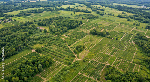 Aerial View of Regenerating Forest