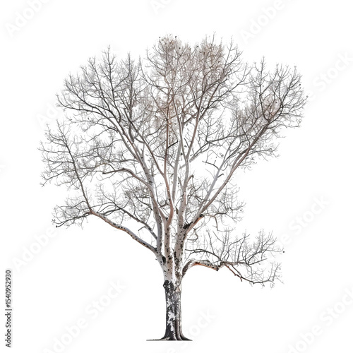 A majestic, leafless tree stands tall, showcasing its intricate branches against a clear background, embodying resilience.
