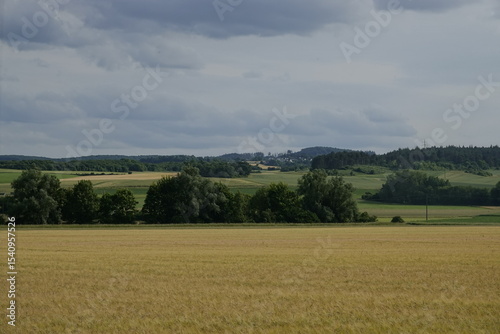 Fototapeta Naklejka Na Ścianę i Meble -  wheat field in the summer