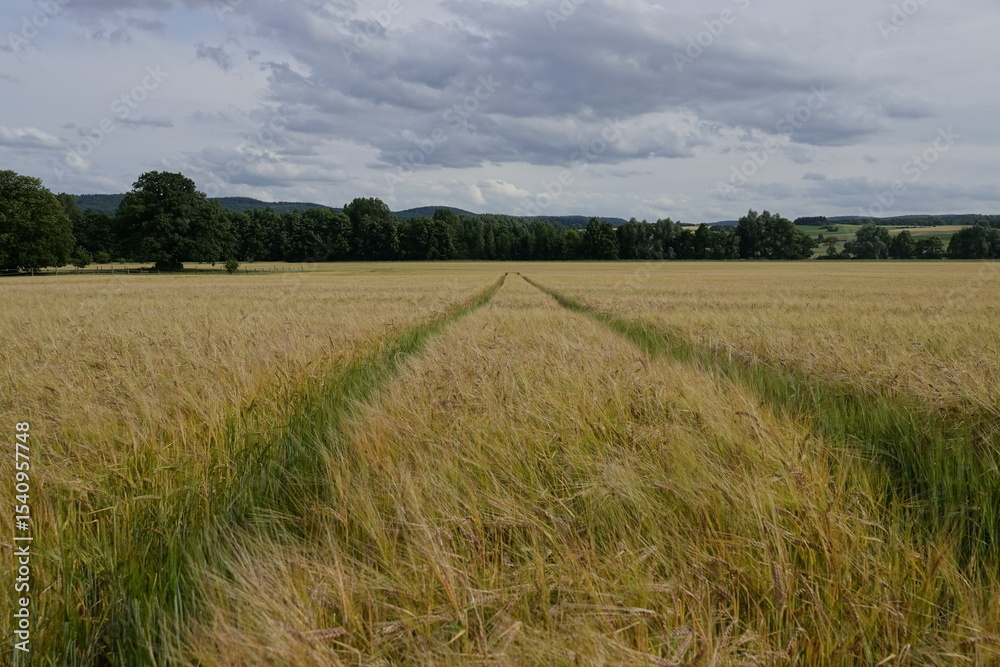 Fototapeta premium field of wheat and blue sky