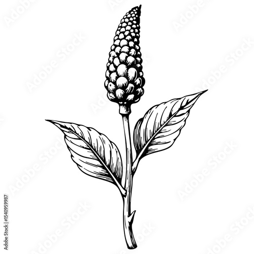 Vintage sketch of a flowering plant with leaves  