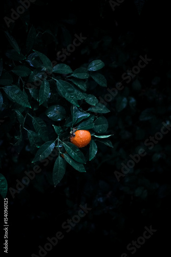 Just a photo of an orange after the rain