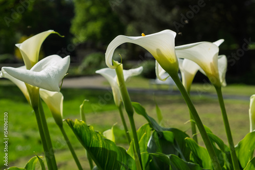 Gartencalla (Zantedeschia aethiopica)