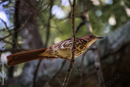 Brown Thrasher on Tree Limb