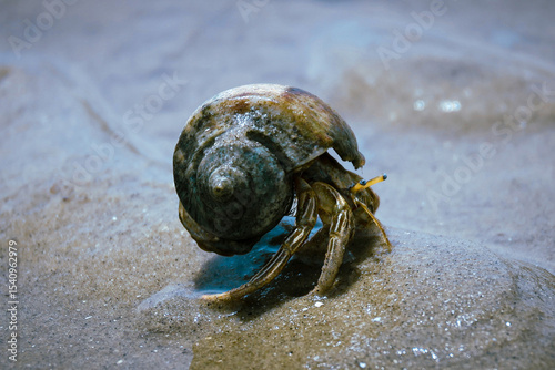 hermit crab on the beach
