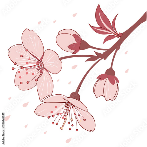 radiant  cherry  blossom  air  transparent
