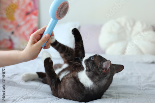 A Cat Happily Enjoying a Relaxing Grooming Session with a Soft Brush, Content and Calm