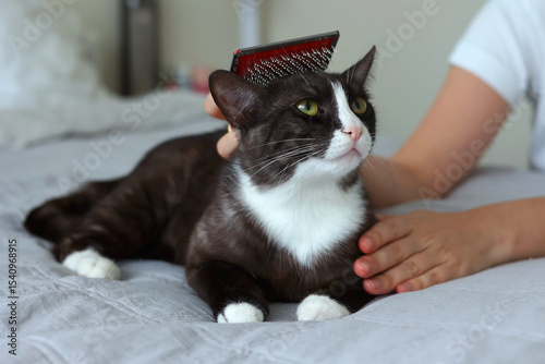 A Cat Happily Enjoying a Relaxing Grooming Session with a Soft Brush, Content and Calm