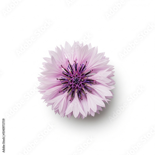 A small, energetic burst of brilliant blue cornflower petals from a single point.